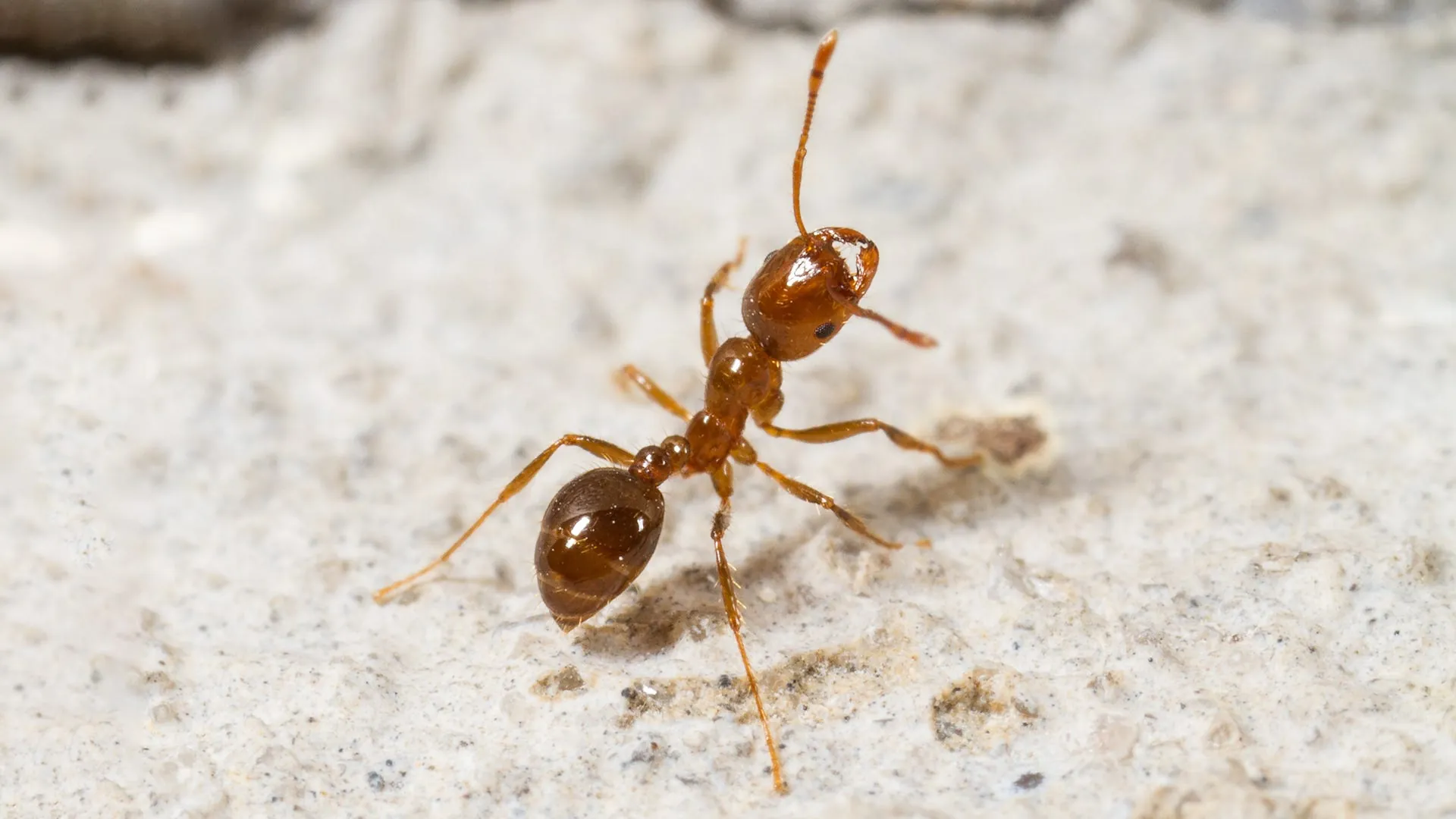 Ants Ants