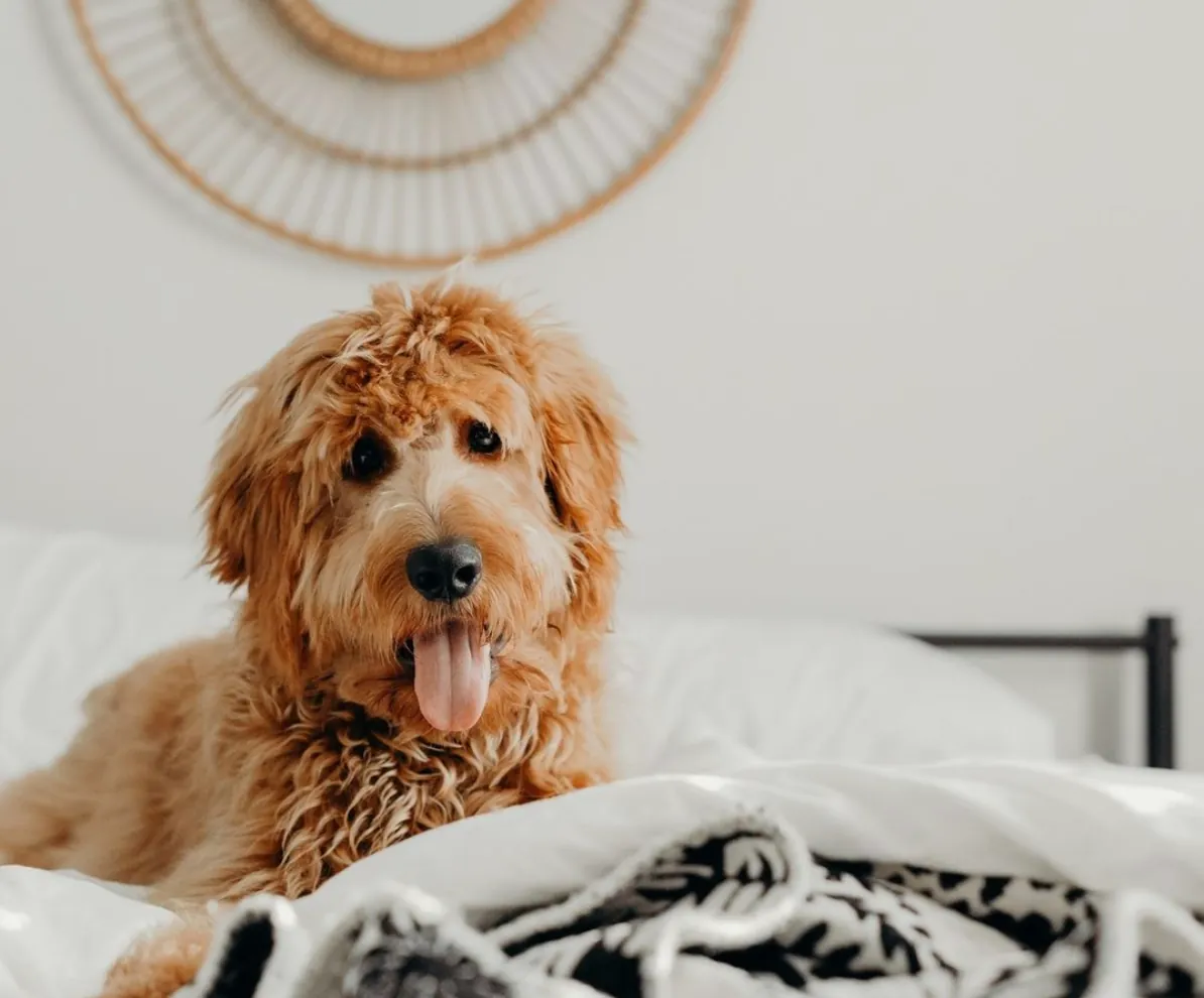 How to Manage Moving to Melbourne with Pets How to Manage Moving to Melbourne with Pets