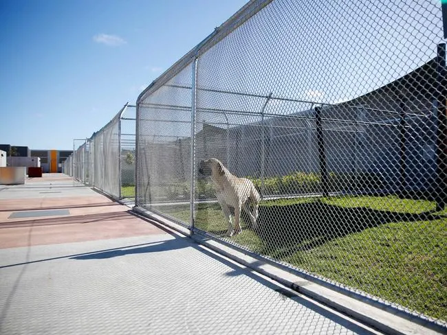What Are the Quarantine Requirements for Moving Pets to a New House in Melbourne? What Are the Quarantine Requirements for Moving Pets to a New House in Melbourne?