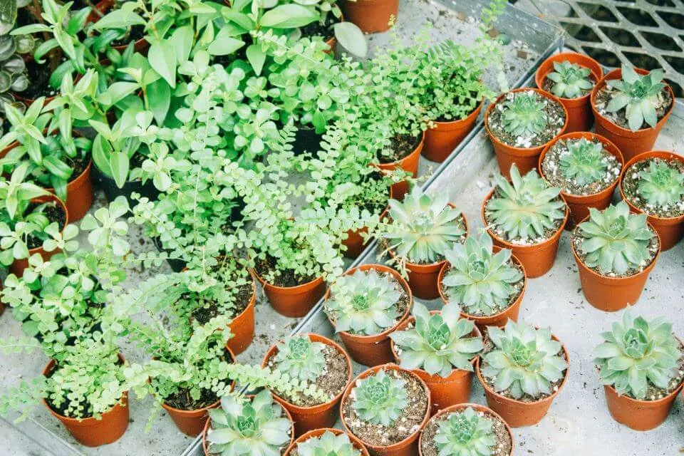 plants plants