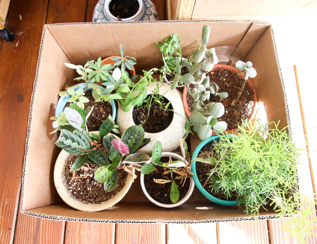 How Should You Pack Your Plants?