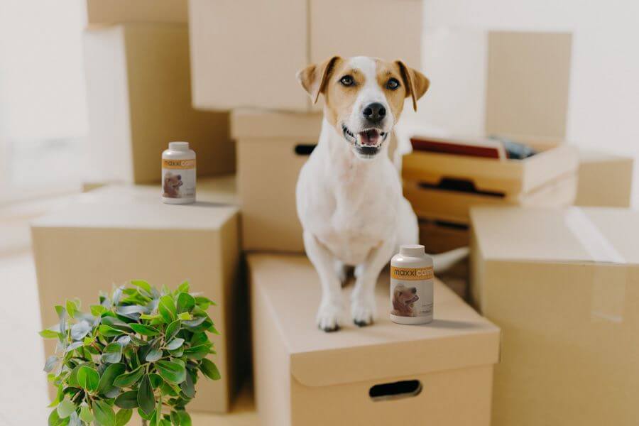 How to Manage Moving to Melbourne with Pets