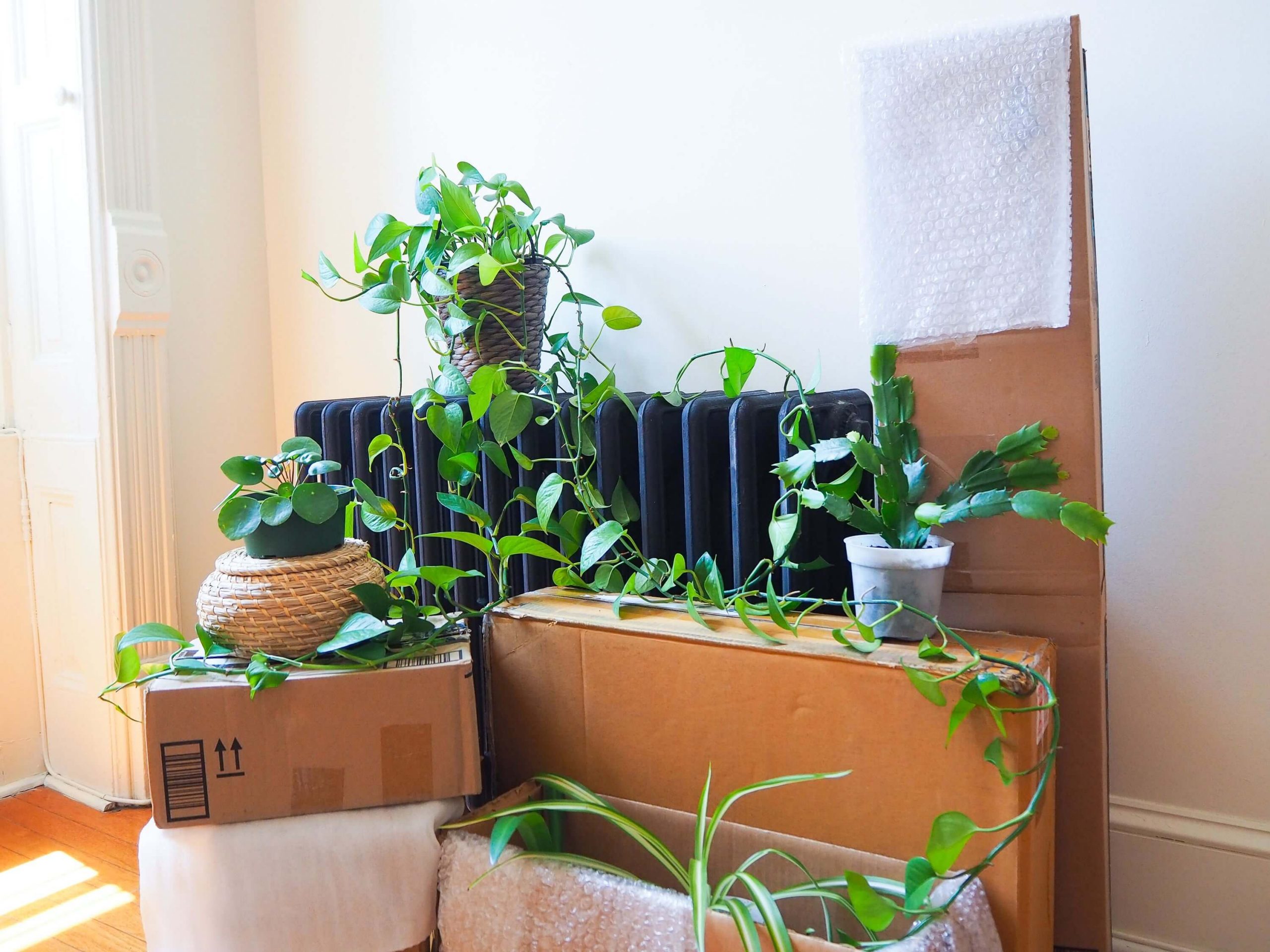 Keeping Plants Alive During a Big Move