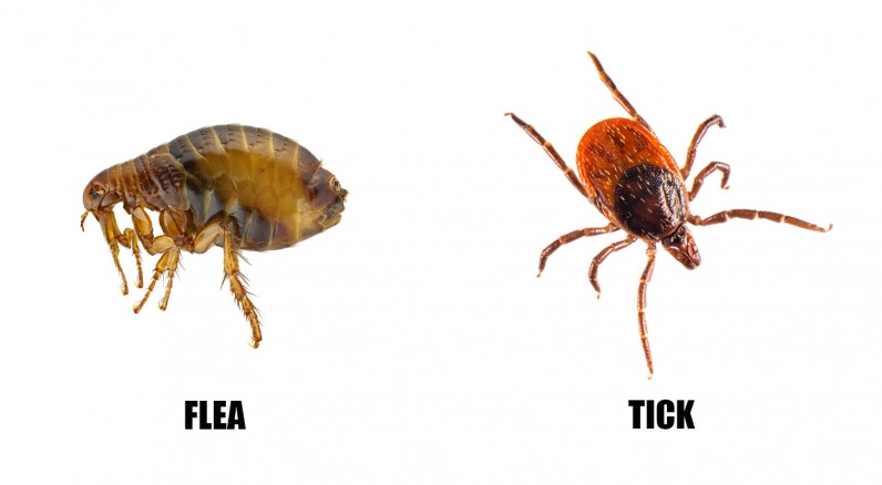 Fleas and Ticks